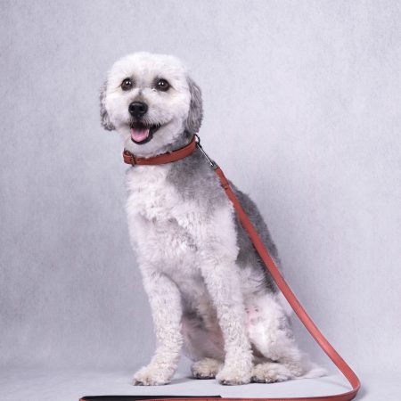 Flamingo  Leash With Neoprene - Red