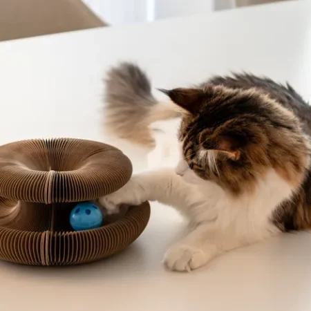 Multi-Shape Scratching Toy
