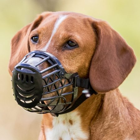 Muzzle L