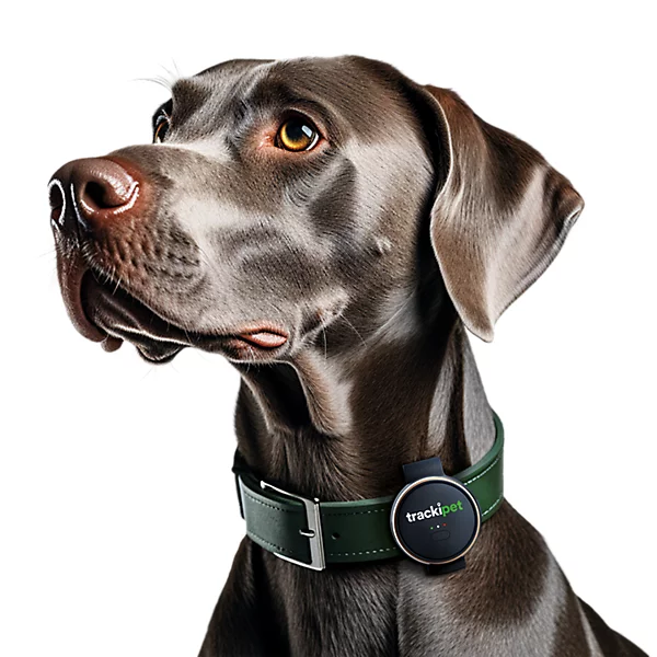 TrackiPet 4G Pet Tracker Slate Grey for Dogs - Image 2