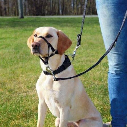 Top Trainer training harness, M: 27 cm, black